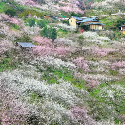 賀名生梅林