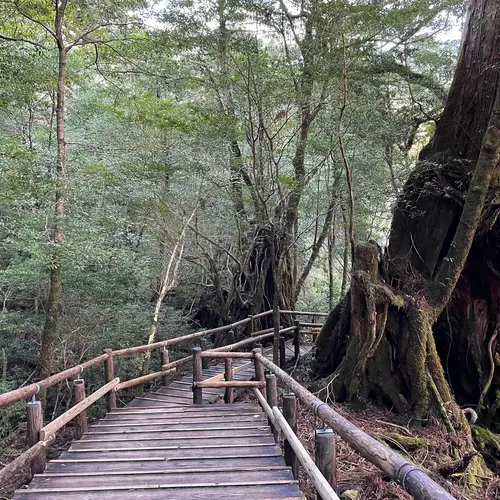 ヤクスギランド（屋久島自然休養林）