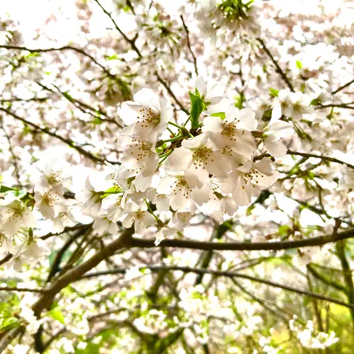 景勝の宿 芳雲館