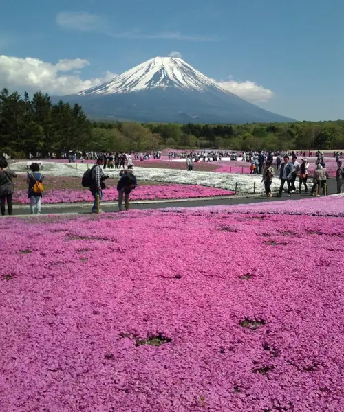 JR東日本 世界遺産富士山フリー切符で行く  雪被りの富士山と芝桜旅