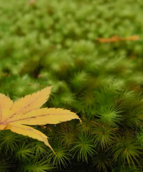 秋の紅葉、京都三千院でぶらり御朱印散歩