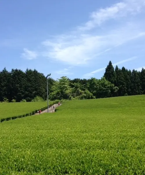 富士山の見える"農家民宿"で土に触れるゆるり旅。
