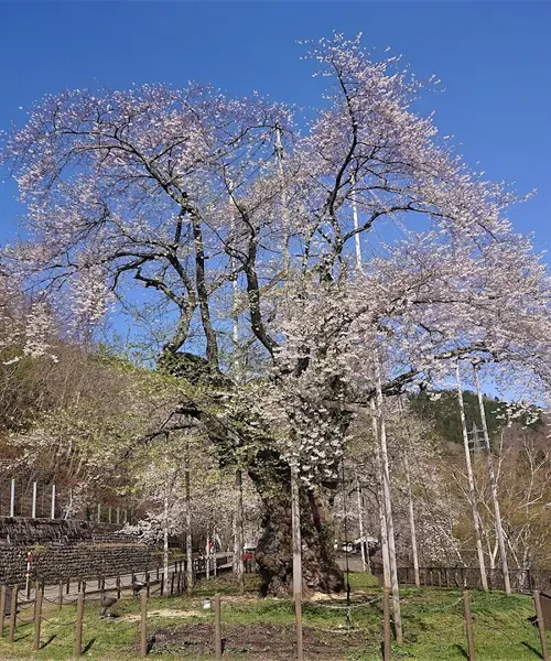 荘川桜ガイド