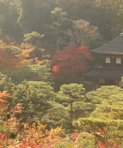 京都の紅葉と言えば！そうだ　銀閣寺、行こう。