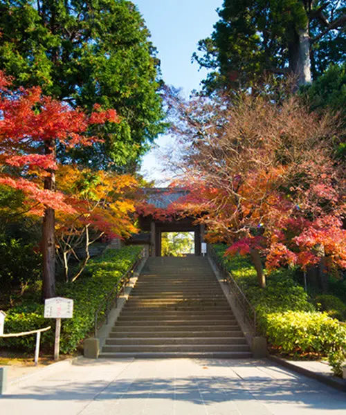 鎌倉散策は早朝座禅から。自然や寺社仏閣、鎌倉野菜に癒やされる1日コース