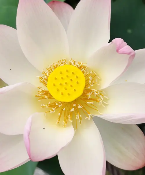 夏の京都を満喫～祇園祭と蓮の花