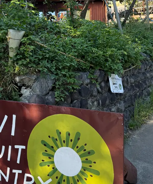 【静岡 掛川 KIWI FRUIT🥝COUNTRY】