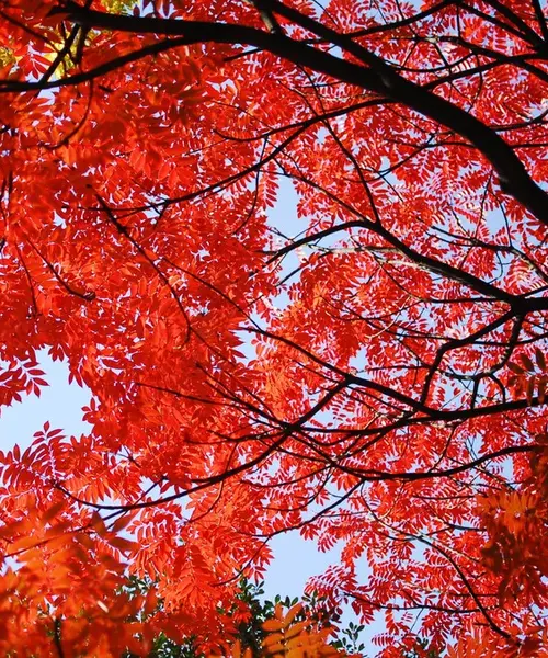 六義園から根津神社の紅葉を巡る