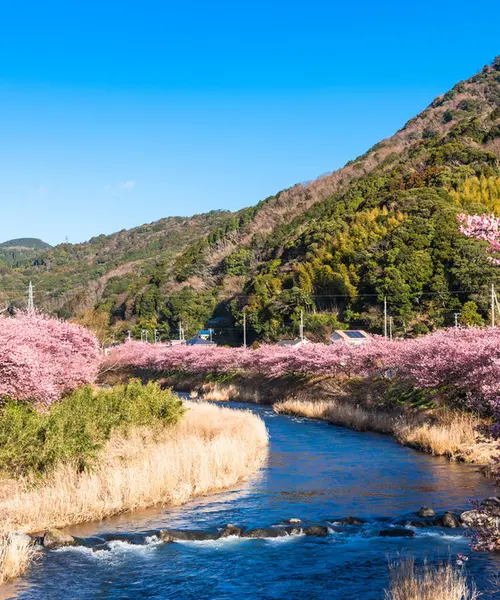 伊東温泉♨️からの河津桜を見に行こう🌸