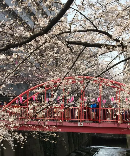 三軒茶屋 池尻大橋 中目黒の桜に関するおでかけプランが11件 Holiday ホリデー