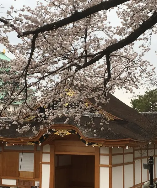 ✨名古屋の美しい桜