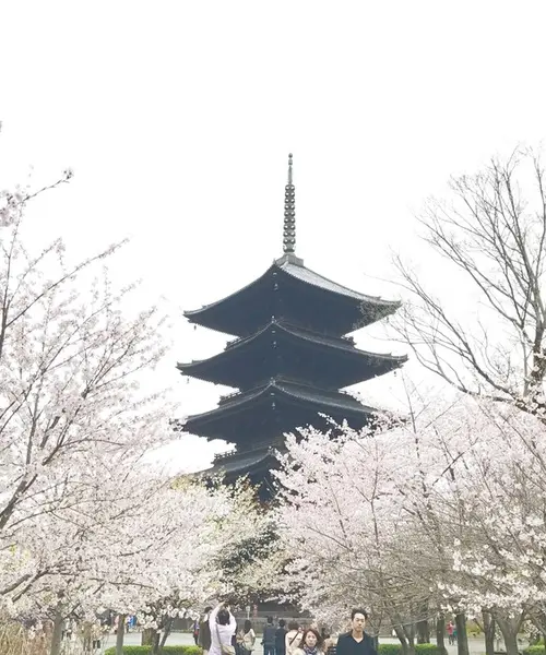 桜の京都🌸駆け足旅。