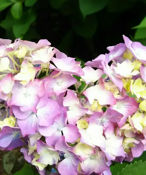 京都 梅雨の紫陽花