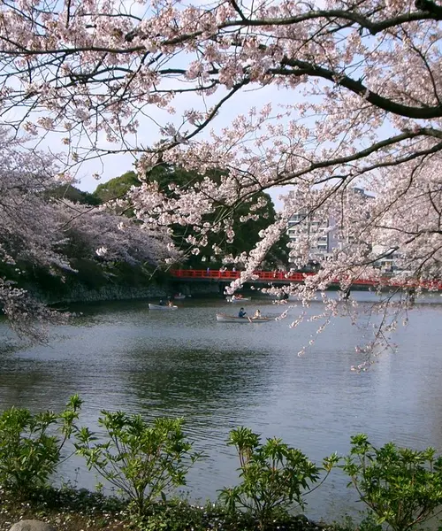 桜の時期は特にオススメ♪　小田原城周辺の散策を楽しもう！
