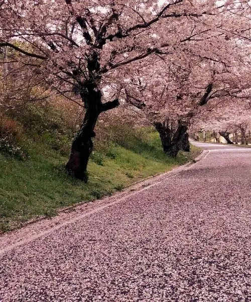 福岡県中間市の桜の名所