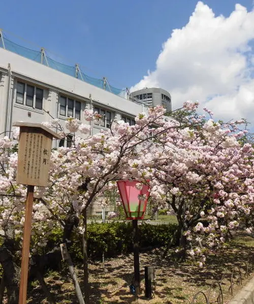 大阪造幣局桜の通り抜けの春