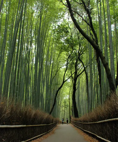 京都嵐山〜竹林を満喫〜