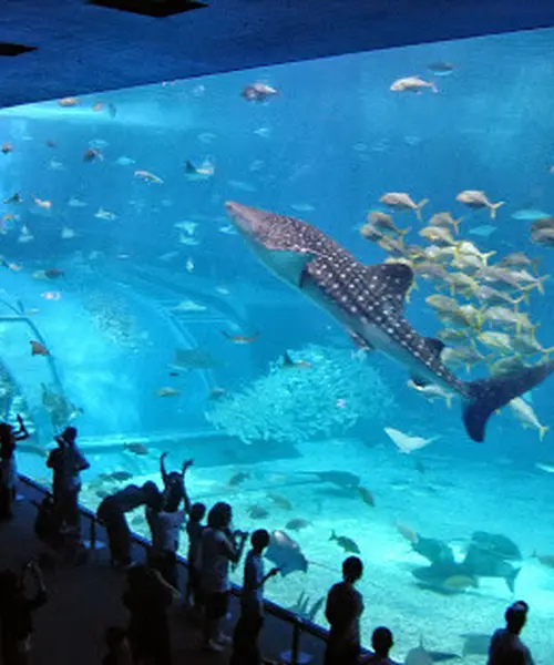 沖縄美ら海水族館に行くならば、美ら海「以外」も大事です