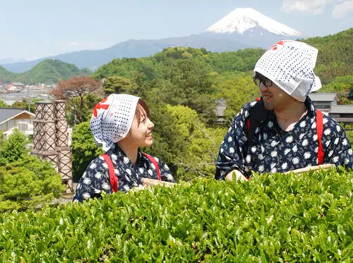 【日本の春を巡る！】絶景富士山!!桜づくしと茶摘み体験