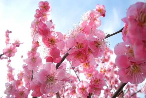 梅は咲いたか桜はまだかいな！安八の百梅園
