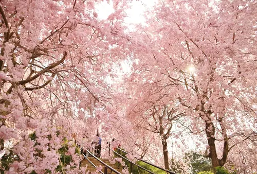 晴れ時々桜の名所巡り【奈良】