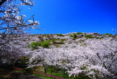 【宮崎春の花旅】桜を巡る春を満喫できるスポット特集！