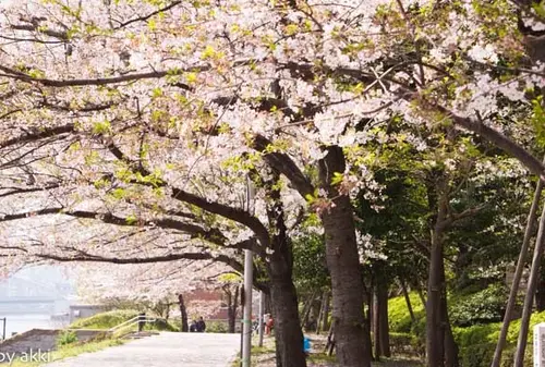築地グルメと終わりがけの桜を楽しむ築地散歩