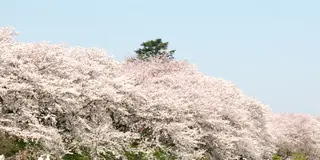 東京から権現堂へ花見する1日