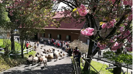 羊の行進と八重桜