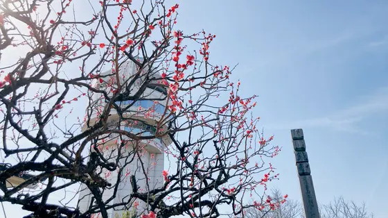 八房の梅