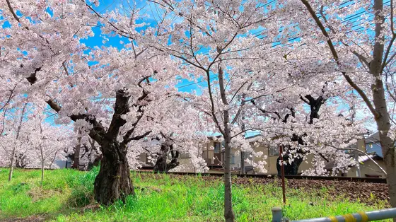散り桜も風情あり