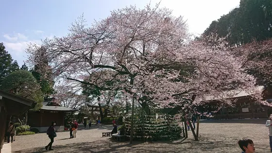 こちらが樹齢３００年のひがん桜