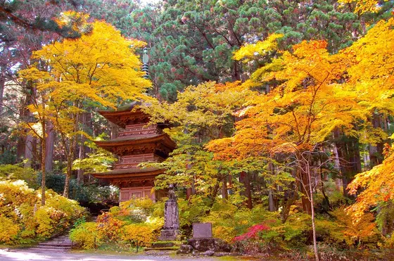 光前寺三重の塔と霊犬早太郎像付近の紅葉。