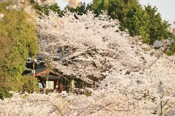 稲荷神社と桜