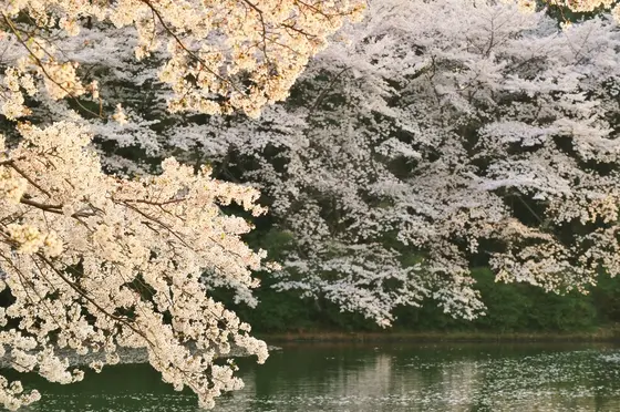 文殊池と桜