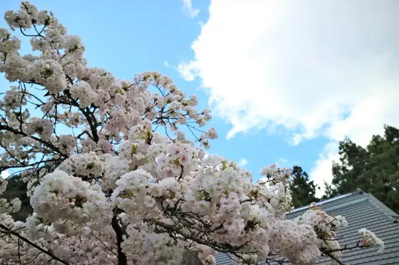 法明寺桜の花