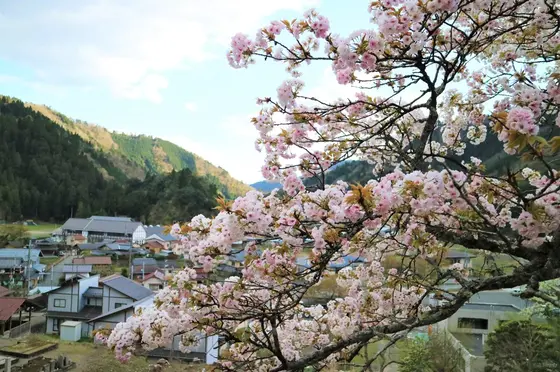 鶴ヶ岡を見下ろす法明寺桜