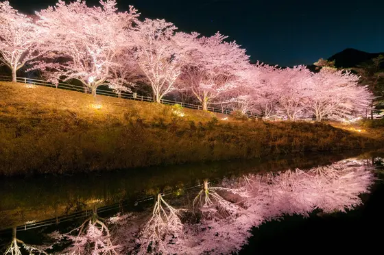 幻想的な桜のライトアップにうっとり♡ 「大野ダムさくら祭り」