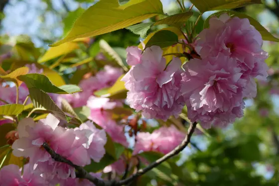 八重桜は長く楽しめます