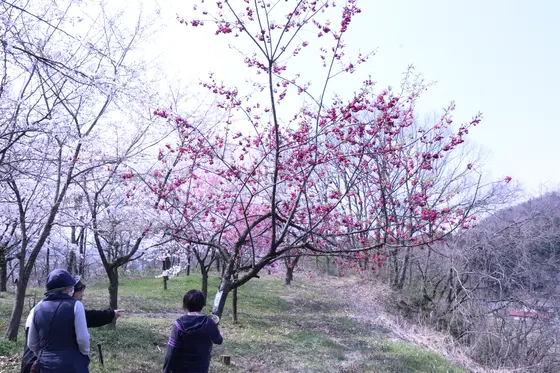 色々な種類の桜が楽しめる
