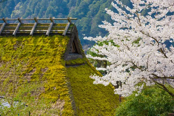 日本の原風景に花開く桜