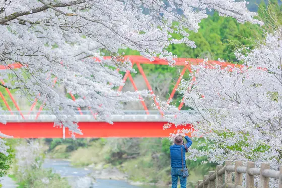 桜越しに架かる真っ赤な大橋