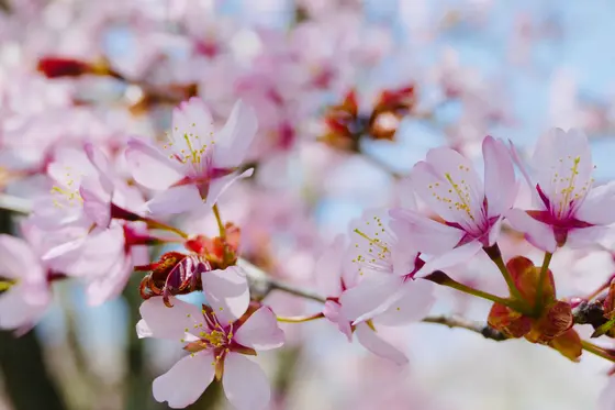 軽井沢の桜、ピンクが濃い気がします🌸