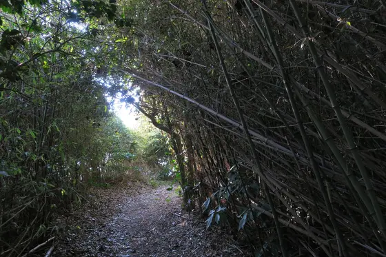 島の中心は竹藪