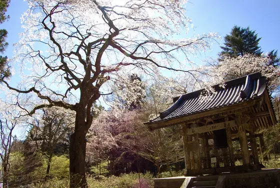 光前寺「古木の鐘楼桜」も4/28現在見頃！