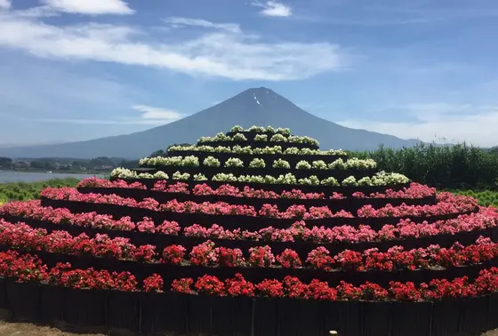 お花の富士山♡