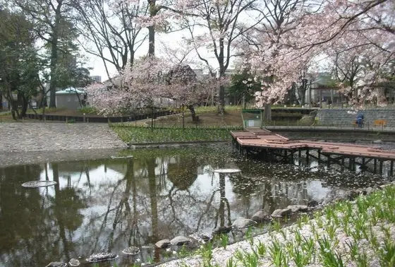文庫の森の池に臨む桜