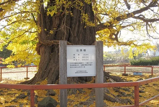 長興寺の公孫樹