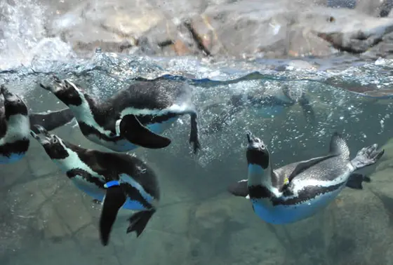 水の中を飛び回るペンギン達