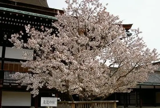 左近の桜